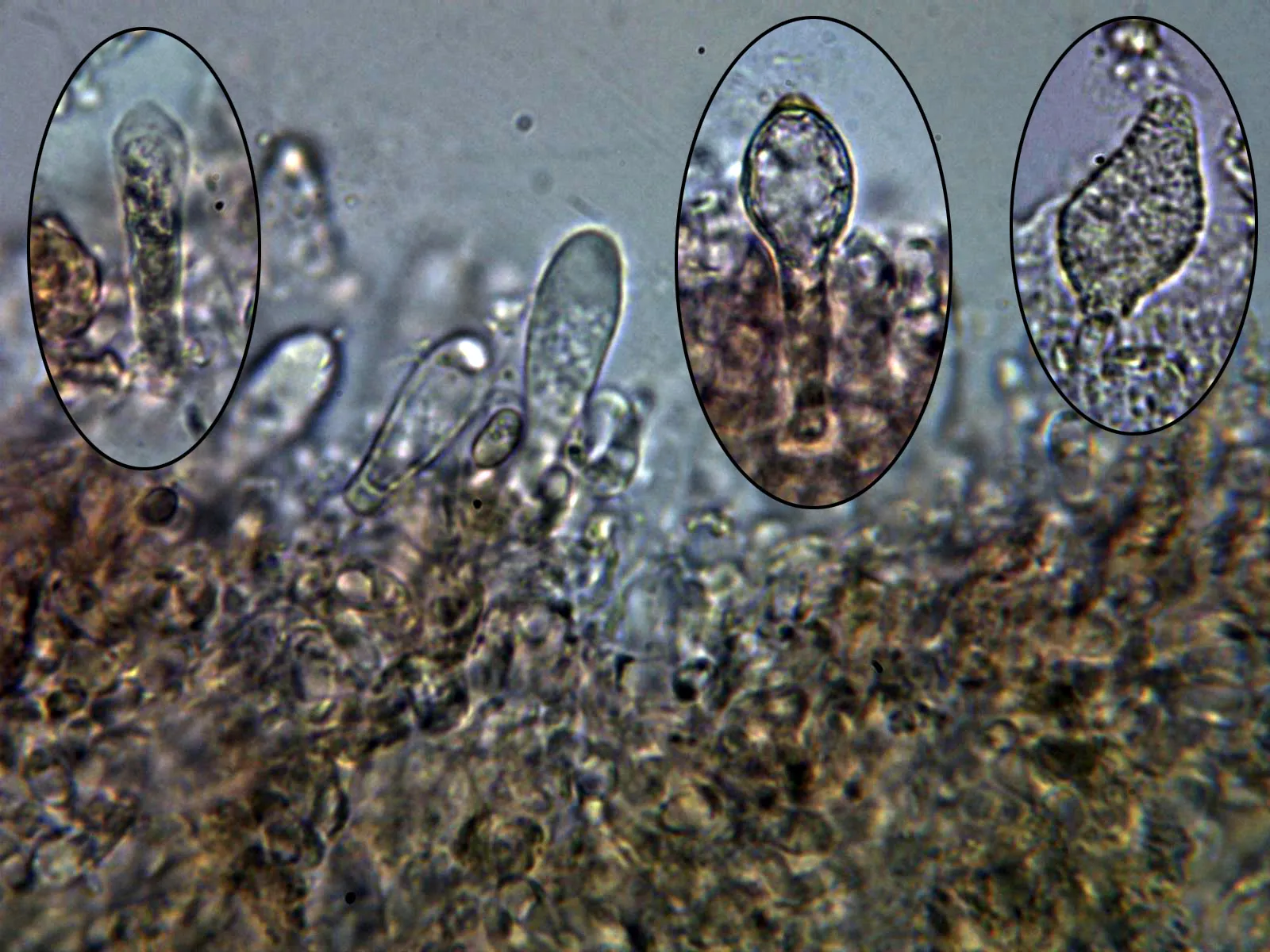 Microscopía de Pholiota flammans - 10 - Crisocistidios